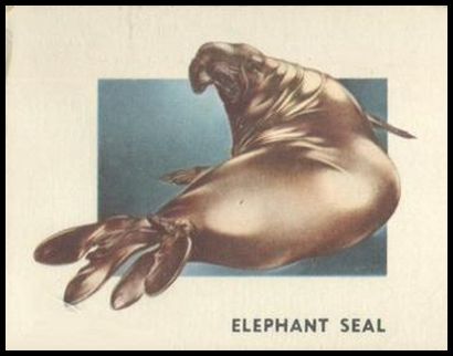 158 Elephant Seal